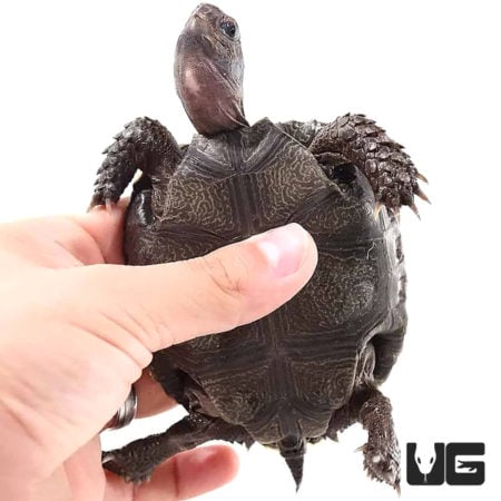 Yearling Burmese Brown Mountain Tortoises For Sale - Underground Reptiles