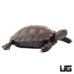 Yearling Burmese Brown Mountain Tortoises For Sale - Underground Reptiles