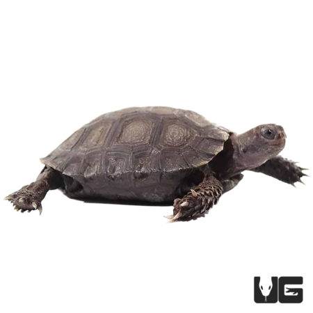 Yearling Burmese Brown Mountain Tortoises For Sale - Underground Reptiles