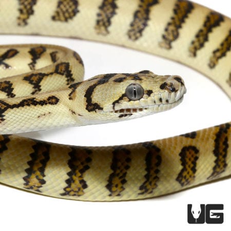Yearling Caramel Tiger Jaguar Carpet Pythons For Sale - Underground Reptiles