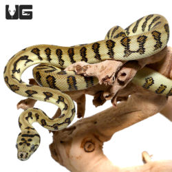 Yearling Caramel Tiger Jaguar Carpet Pythons For Sale - Underground Reptiles