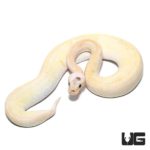 Yearling Female Super Pastel Champagne Ball Python For Sale - Underground Reptiles