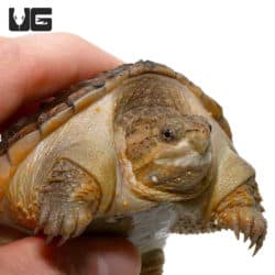 Baby Hypo Common Snapping Turtles (Chelydra serpentina) For Sale - Underground Reptiles