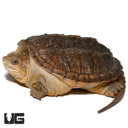 Baby Hypo Common Snapping Turtles (Chelydra serpentina) For Sale - Underground Reptiles
