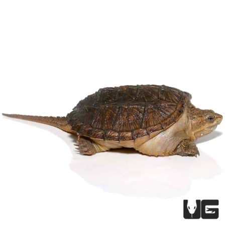 Baby Hypo Common Snapping Turtles (Chelydra serpentina) For Sale - Underground Reptiles