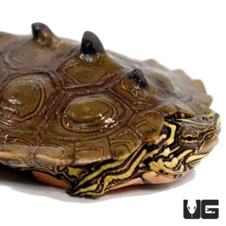 Yearling Northern Black Knob Map Turtles For Sale - Underground Reptiles