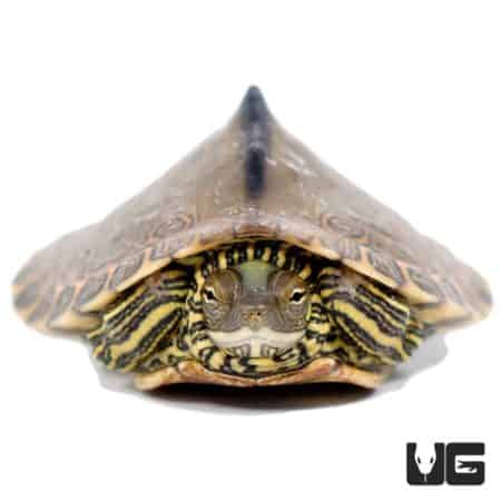 Yearling Pearl River Map Turtles For Sale - Underground Reptiles