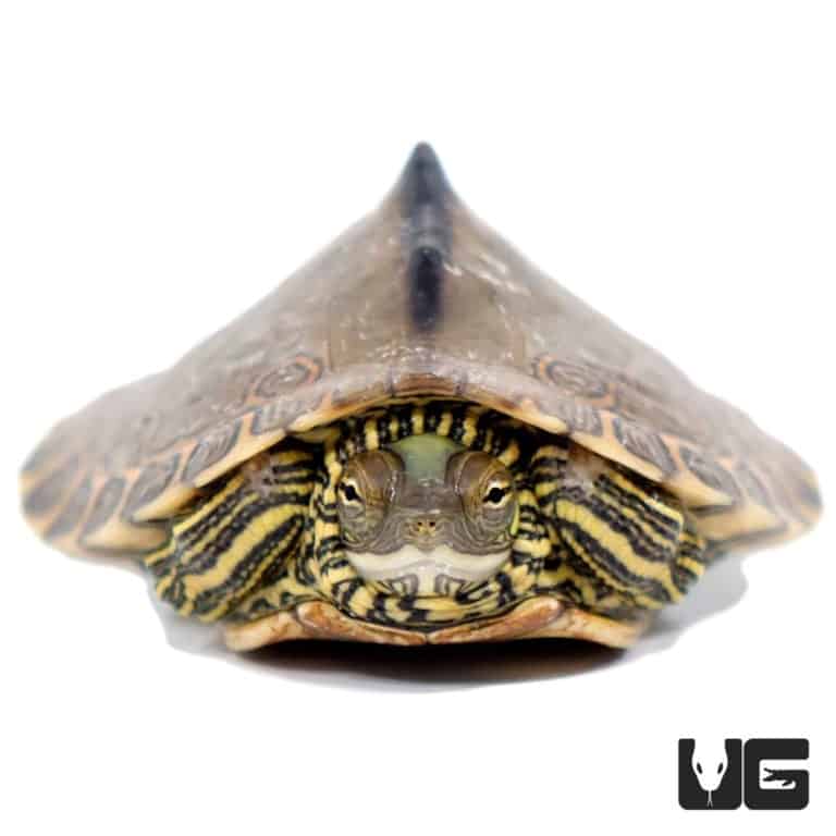 Yearling Pearl River Map Turtle For Sale - Underground Reptiles