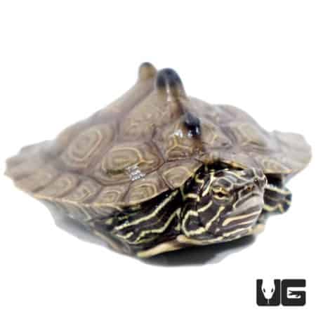 Yearling Southern Black Knob Map Turtles For Sale - Underground Reptiles