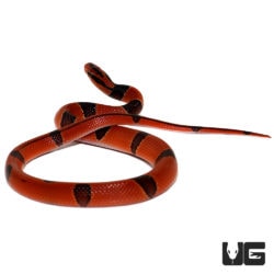 Yearling Yunnan Mountain Ratsnake For Sale - Underground Reptiles
