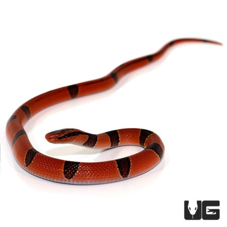 Yearling Yunnan Mountain Ratsnake For Sale - Underground Reptiles