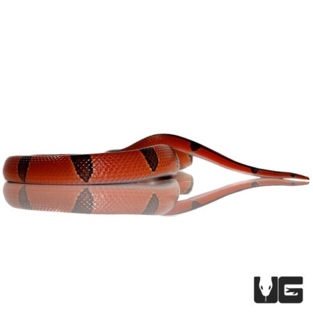 Yearling Yunnan Mountain Ratsnake For Sale - Underground Reptiles