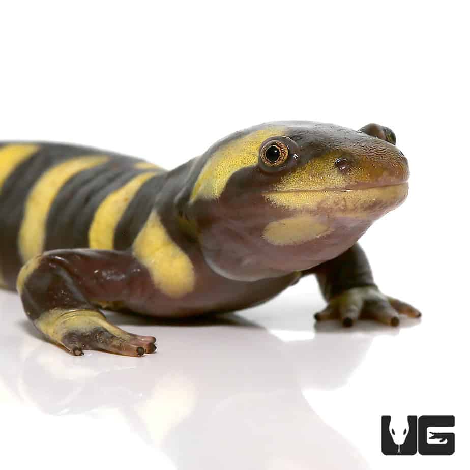 Yellow Barred Tiger Salamanders (Ambystoma mavortium)For Sale