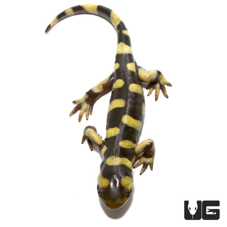 Yellow Barred Tiger Salamanders For Sale Underground Reptiles