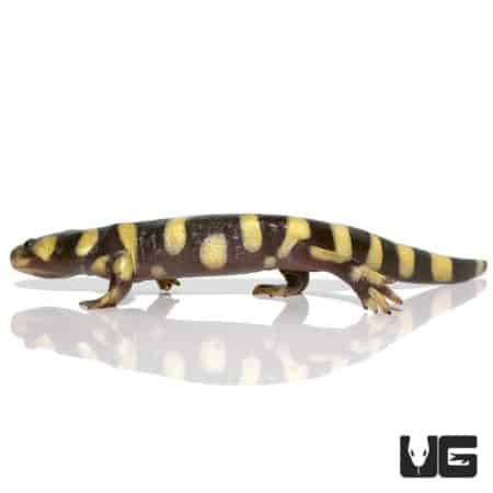 Yellow Barred Tiger Salamanders For Sale - Underground Reptiles