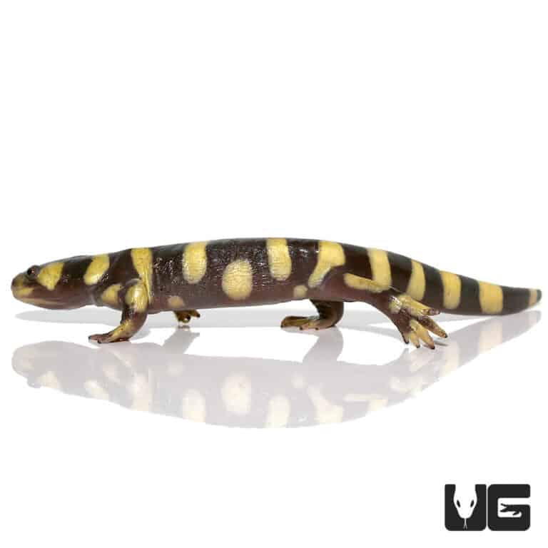 Yellow Barred Tiger Salamanders For Sale Underground Reptiles
