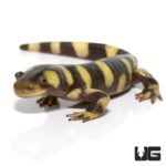 Yellow Barred Tiger Salamanders For Sale - Underground Reptiles