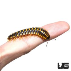 Yellow Flat Millipede For Sale - Underground Reptiles