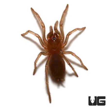 Yucatan Rust Rump Tarantula ((Brachypelma) Tliltocatl epicureanus) For Sale - Underground Reptiles