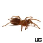 Yucatan Rust Rump Tarantula ((Brachypelma) Tliltocatl epicureanus) For Sale - Underground Reptiles