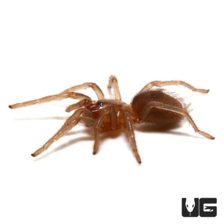Yucatan Rust Rump Tarantula ((Brachypelma) Tliltocatl epicureanus) For Sale - Underground Reptiles