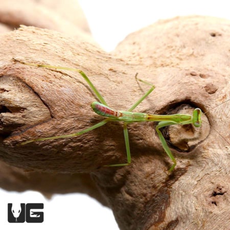 Zebra Mantis (Omomantis zebrata) For Sale - Underground Reptiles