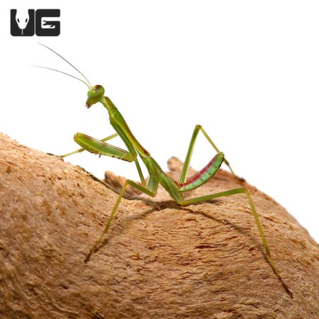 Zebra Mantis (Omomantis zebrata) For Sale - Underground Reptiles