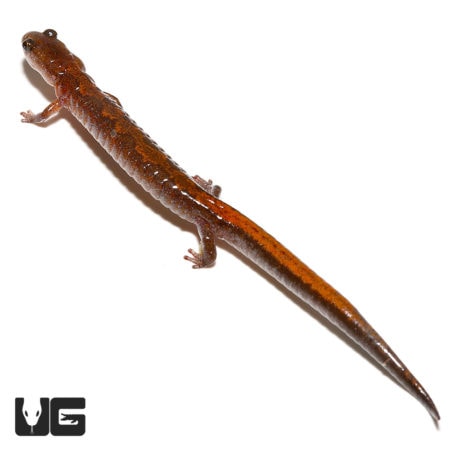 ZigZag Salamander For Sale - Underground Reptiles