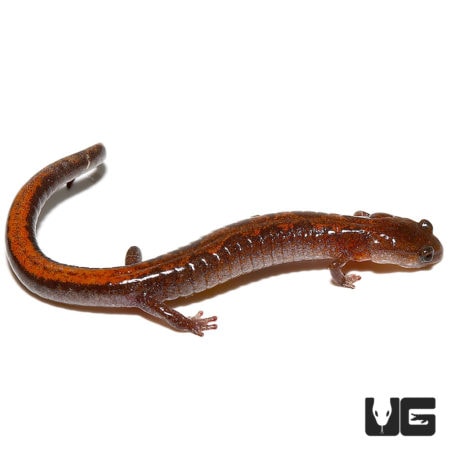 ZigZag Salamander For Sale - Underground Reptiles