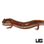 ZigZag Salamander For Sale - Underground Reptiles