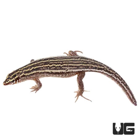 Zonosaurus Quadrileneatus For Sale - Underground Reptiles