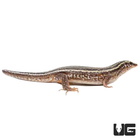 Zonosaurus Quadrileneatus For Sale - Underground Reptiles