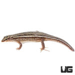 Zonosaurus Quadrileneatus For Sale - Underground Reptiles