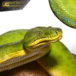 Anaconda Phase Emerald Tree Boas (Corallus caninus) For Sale - Underground Reptiles