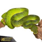 Anaconda Phase Emerald Tree Boas (Corallus caninus) For Sale - Underground Reptiles