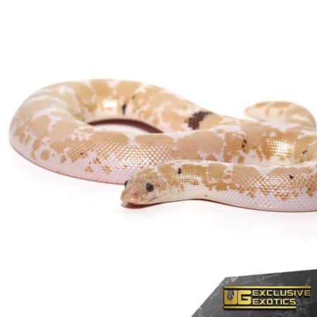Paradox Snow Kenyan Sand Boa for sale - Underground Reptiles
