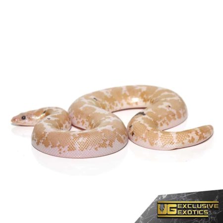 Paradox Snow Kenyan Sand Boa for sale - Underground Reptiles