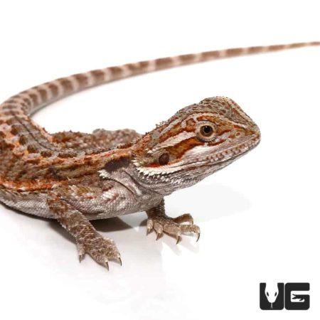 6-8 Inch Citrus Bearded Dragon For Sale - Underground Reptiles