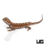 6-8 Inch Citrus Bearded Dragon For Sale - Underground Reptiles