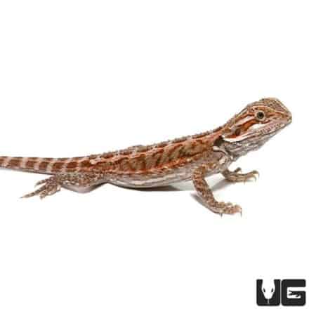 6-8 Inch Citrus Bearded Dragon For Sale - Underground Reptiles