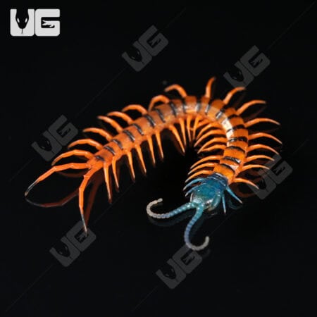 Thai Giant Cherry Head Centipede For Sale - Underground Reptiles