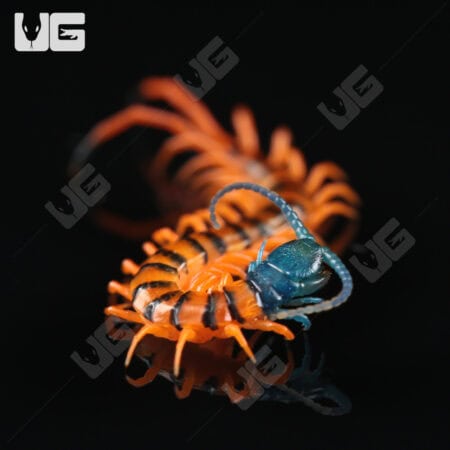 Thai Giant Cherry Head Centipede For Sale - Underground Reptiles
