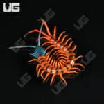 Thai Giant Cherry Head Centipede For Sale - Underground Reptiles