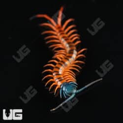 Thai Giant Cherry Head Centipede For Sale - Underground Reptiles