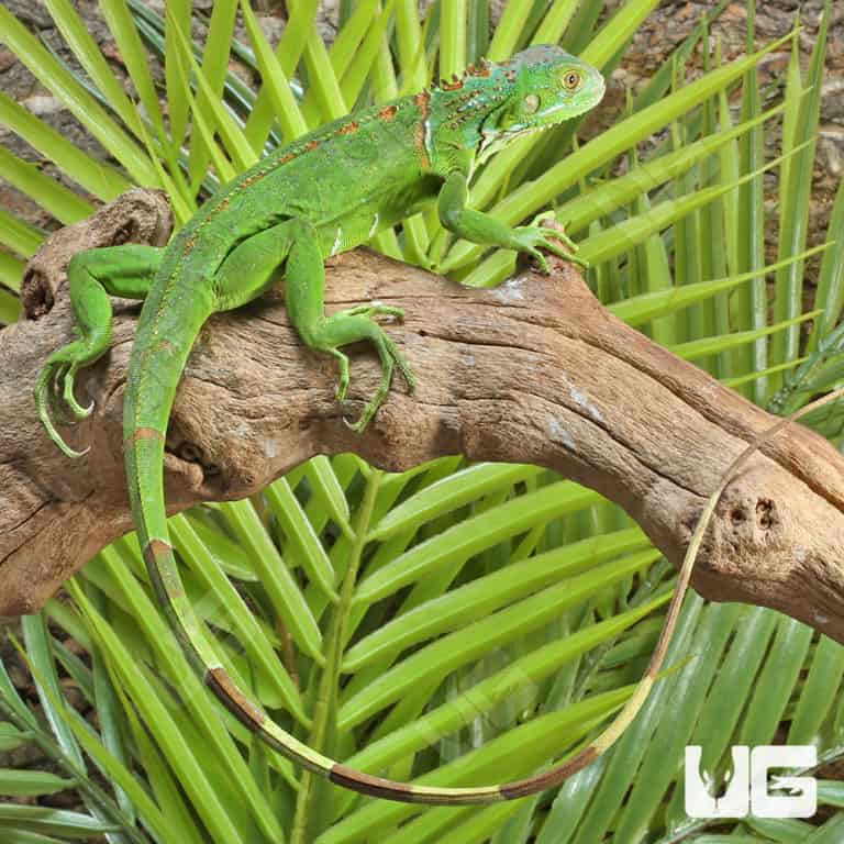 Baby Green Iguanas For Sale - Underground Reptiles