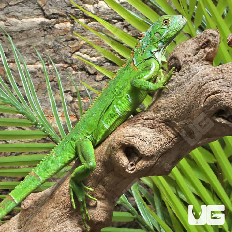 Baby Green Iguanas For Sale - Underground Reptiles