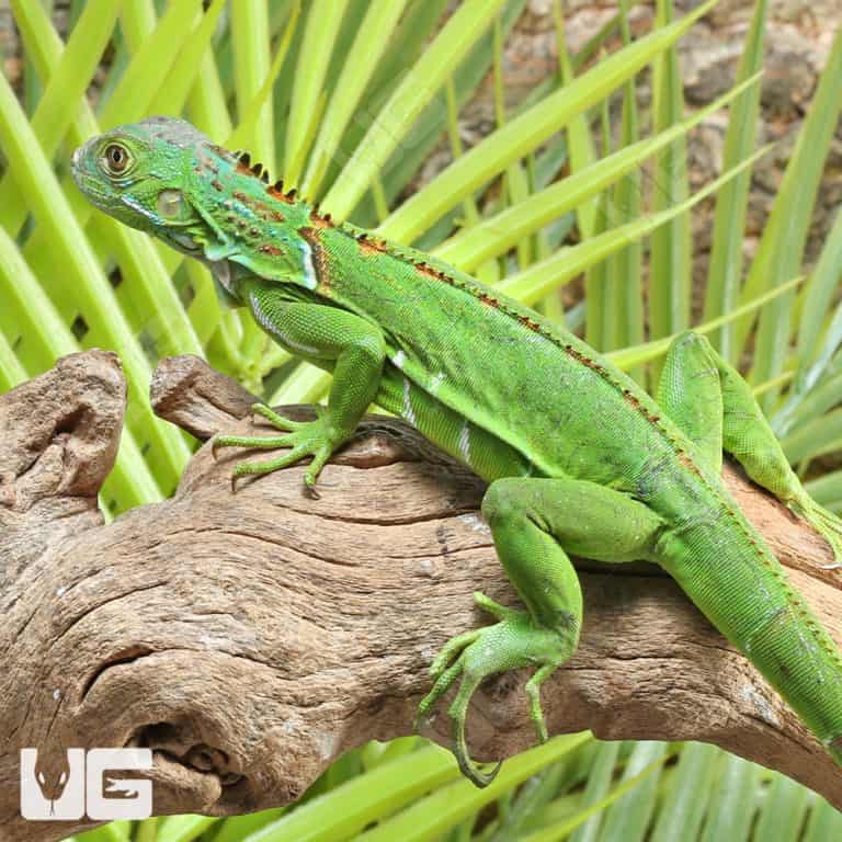 Baby Green Iguanas For Sale - Underground Reptiles