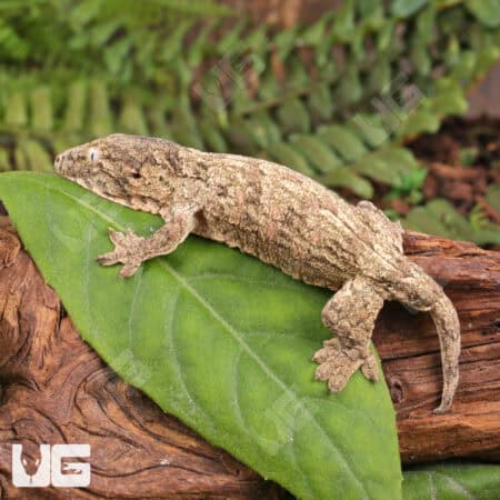 Baby Moro Island Leachianus Geckos For Sale - Underground Reptiles