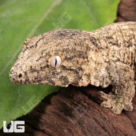 Baby Moro Island Leachianus Geckos For Sale - Underground Reptiles