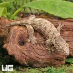 Baby Moro Island Leachianus Geckos For Sale - Underground Reptiles